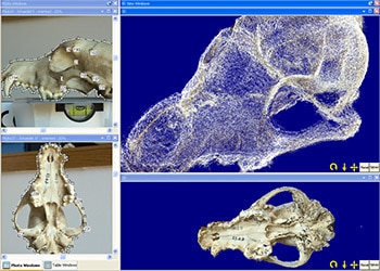Skull