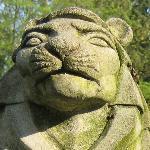 lion-sample